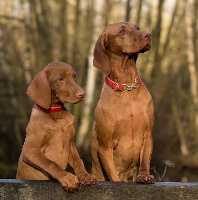Value for Money: Choosing the Right Pet Camera for Your Needs