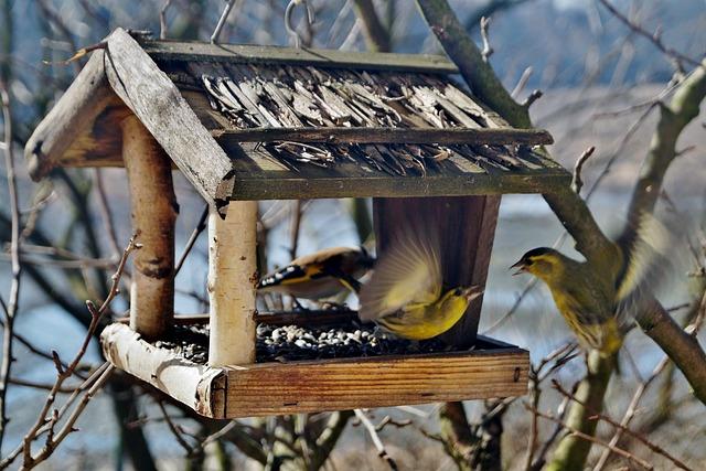Benefits of Scheduled Feeding with the PetSafe‍ Automatic Feeder
