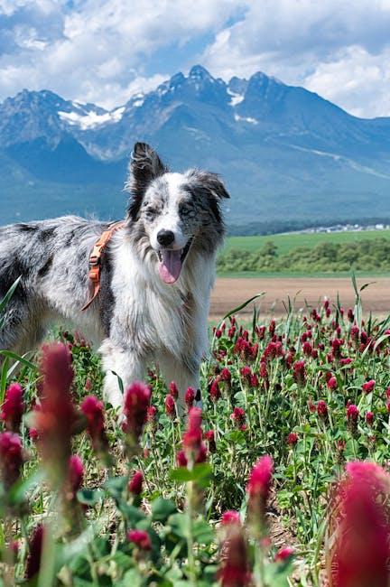 Understanding the Nutritional Needs of‍ Active Dogs