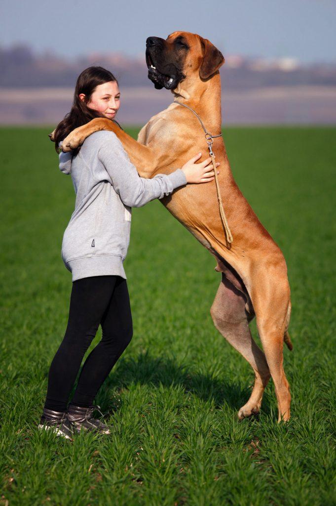 Optimal Portion Sizes for Large​ Dogs: A Complete Guide