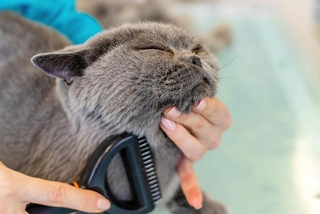 The Benefits of Regular Grooming Tools in Cat Care
