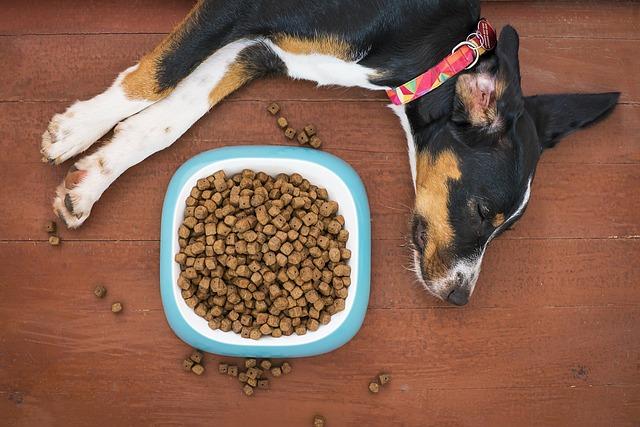 Evaluating Kibble Size‌ and Its Impact on Small ⁣Breed Dental Health