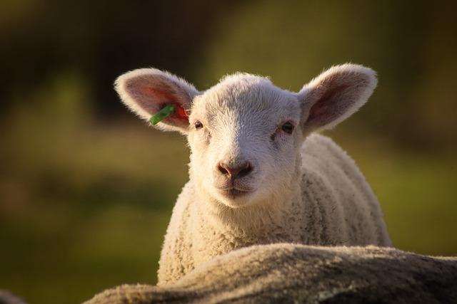 Choosing⁤ the Right‍ Patagonia Fleece for Your Outdoor ‌Pursuits: ‍Tips and ‌Recommendations