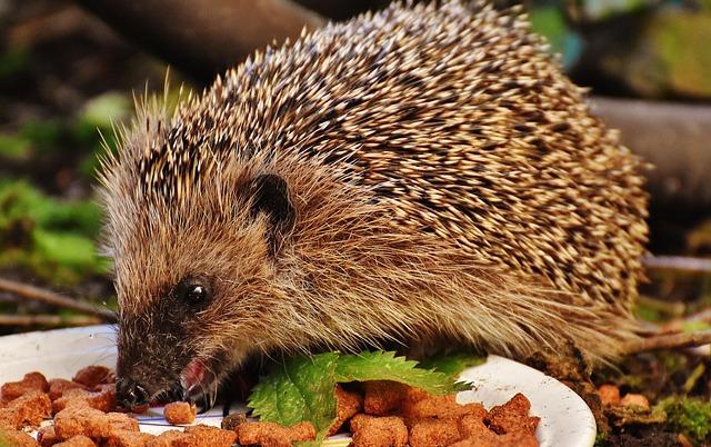 Recommendations for Optimal Use: Maximizing Your Pet’s Feeding experience