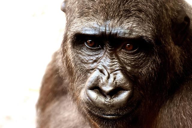 Expert Tips for Optimal Use: Maximizing Endurance Benefits with Gorilla ⁢Mode