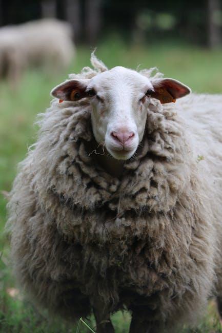 Caring for Your Patagonia Fleece: Maintenance ‌for‍ Longevity and Performance