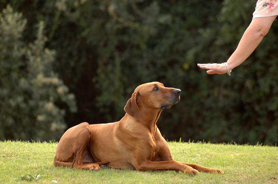 Creating a ⁢Positive Environment for Your Dog⁢ While ⁣Away