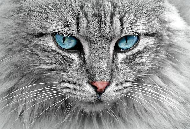 attracting⁤ Your feline: Design Features That Cats Love