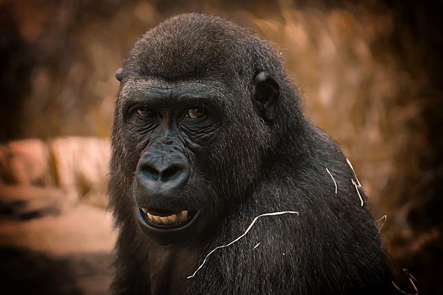 Exploring the⁢ Science behind Gorilla Mind Gorilla Mode and ​Endurance Enhancement