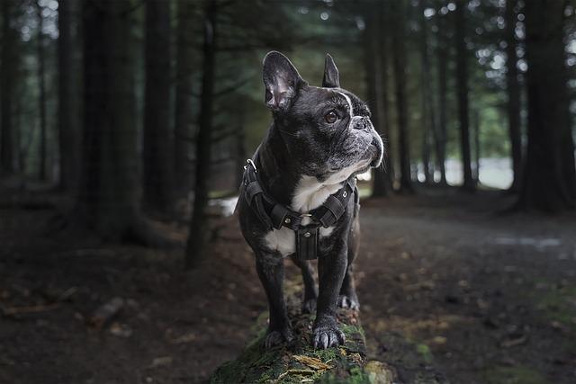 Top ⁣Features to Look for in a‌ Dog‌ Harness for 2025