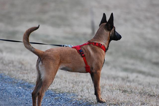 Safety First: Harness Designs That Prioritize Your Dog's Well-being