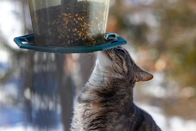 Assessing the⁣ Effectiveness‌ of Automatic Feeders in ⁢Preventing Food ‌theft