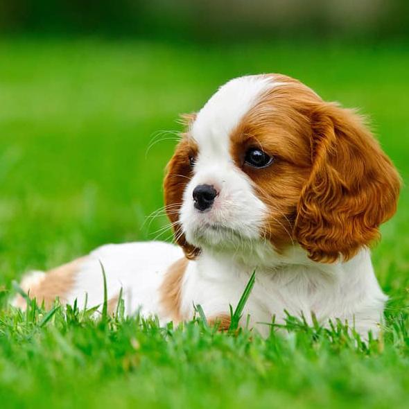 Understanding the Unique Nutritional requirements of Small ‌Breed Dogs