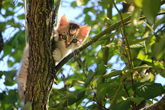 Top Recommendations: Balancing Durability and Cat Appeal