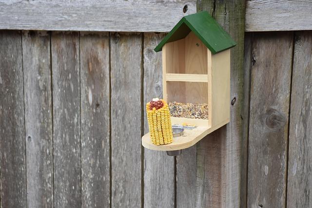 Cleaning Considerations: Maintaining the PetSafe Automatic Feeder