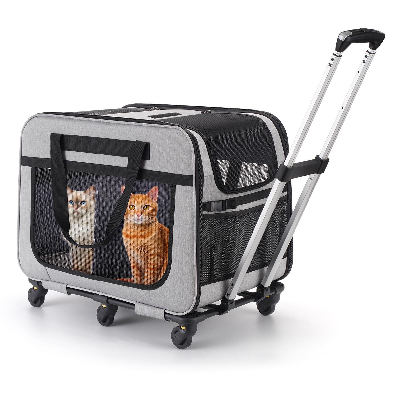 Designing for Comfort: The Cat's perspective